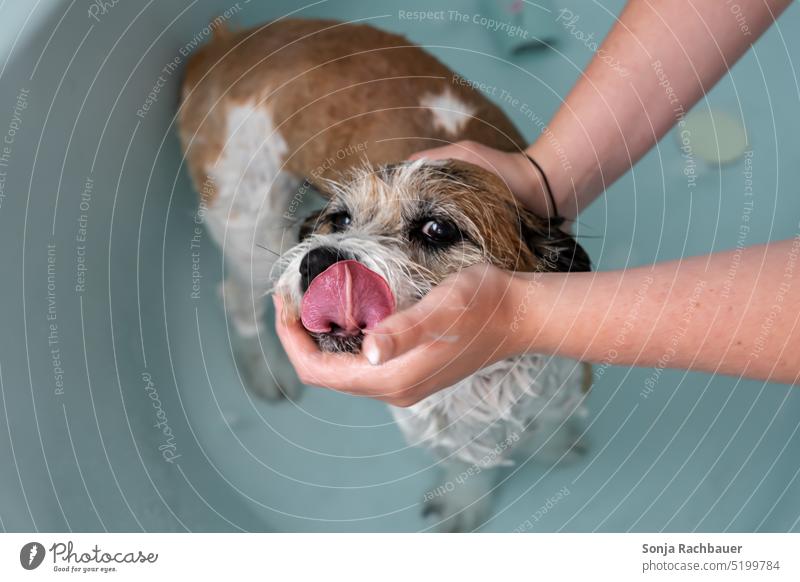 A small dog in a bathtub. Fur care. Dog Pet Animal Bathtub Wet Coat care Clean Cute Terrier Small Brown White owner Woman hands Wash Happy Funny Soap bathe