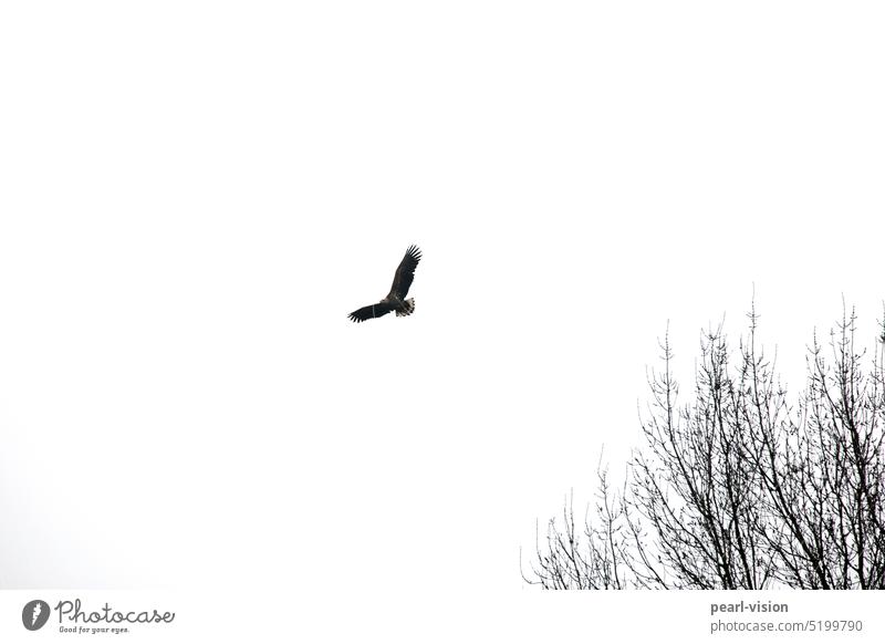 white-tailed eagle Animal portrait Full-length Glide Grand piano Flying White-tailed eagle Span Bird of prey Sky Exterior shot Wild bird Treetop Nature