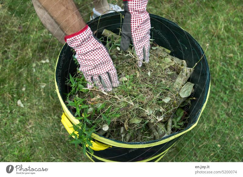 Gardening - man with gardening gloves collects green waste in container - it starts again Green waste Gardener Leisure and hobbies garden waste Lawn Grass Ivy
