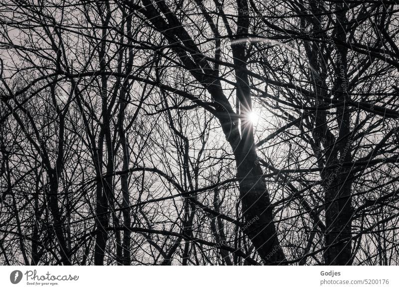 Black and white photo of a sun star between the bare branches of trees solar star Sunlight Nature Tree Deserted Environment Back-light Beautiful weather Plant