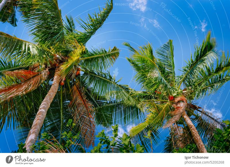 Low angle view coconut palm tree against blue sky tropical nature green leaf plant summer close-up frond trunk fruit light branch foliage outdoors paradise