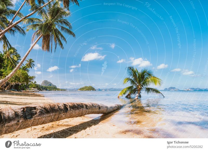 Stem of fallen palm tree laying in lagoon water on sandy corong beach, El Nido, Palawan, Philippines palawan philippines nido el travel nature paradise