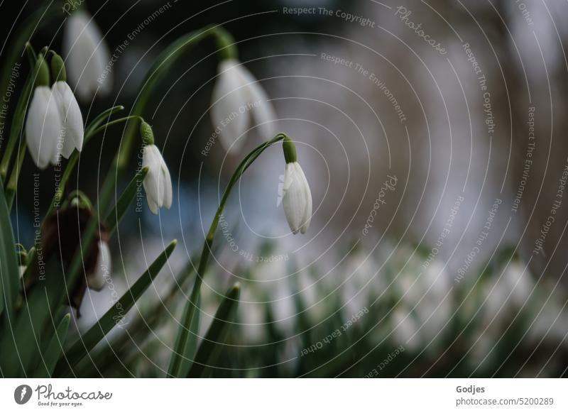 Snowdrops on a meadow Spring Flowering Blossom Plant Nature White Spring flower Blossoming Green Macro (Extreme close-up) Colour photo Garden Exterior shot