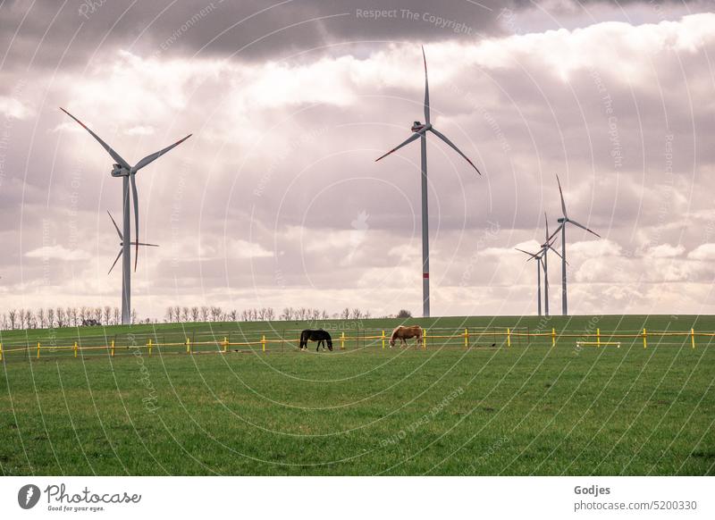 Two grazing horses in a paddock in front of a field with wind turbines graze Wind energy plant Pinwheel wind farm Energy industry Agriculture Renewable energy