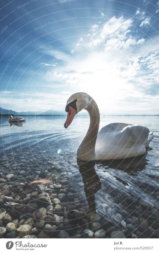 Alps Swan II Environment Nature Landscape Climate Lake Animal Wing 2 Moody Virtuous Happiness Colour photo Exterior shot Day Light