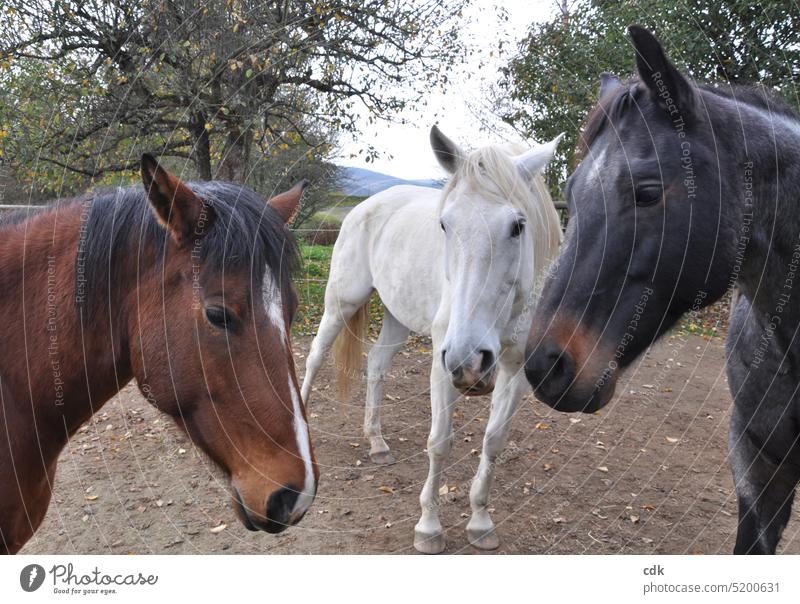 Three horses in the paddock | from making contact, approaching and sniffing. animals three Animal Horse Nature Landscape Exterior shot Mammal Friends Rural