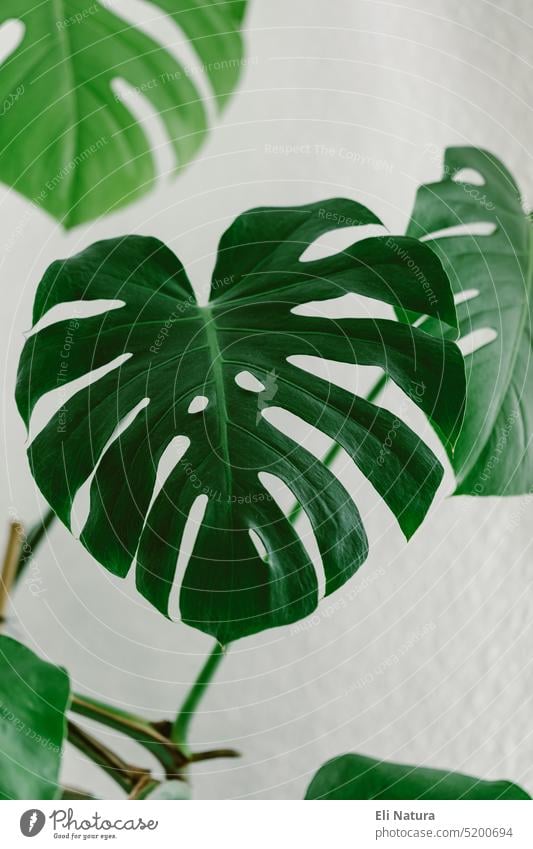 Monstera Deliciosa leaf Plant deliciosa monster Arum family aroid Tree Lover Philodendron Leaf Green Tropical tropical plant Exotic Houseplant Pot plant leaves