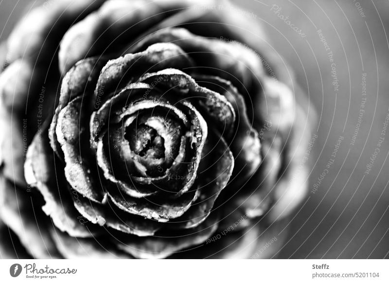 Tree cone in full bloom Cone conical Craft materials natural symmetry differently black-and-white lignified Symmetry symmetric spirally Spiral natural pattern