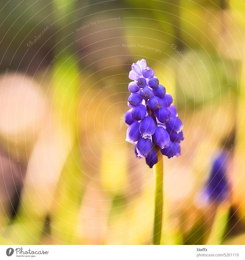Grape hyacinth in warm spring light Muscari Hyacinthus Pearl Hyacinth Spring flower blossom Spring flowering plant garden flower Flower Blossom come into bloom