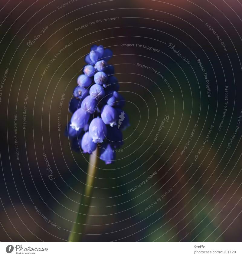 Grape hyacinth in spring light Muscari Hyacinthus Pearl Hyacinth Flower blossom Spring flower Light and shadow wax Spring flowering plant come into bloom Dark
