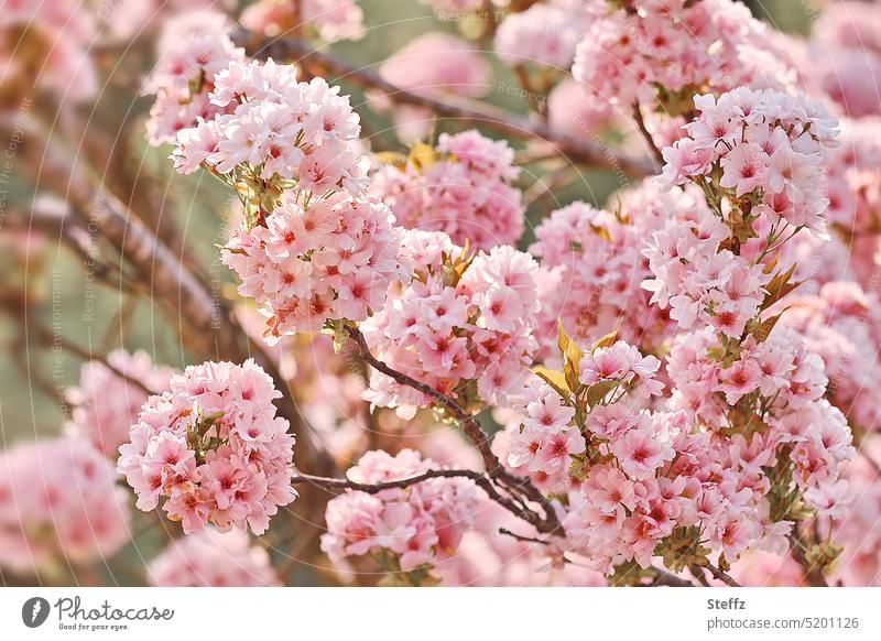 Cherry blossom in full splendor cherry blossom Ornamental cric Japanese flower cherry prunus spring blossoms Pillar Cherry spring feeling spring flowers