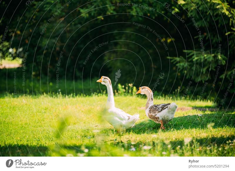Geese Goose Walking Outdoors In Summer Day. geese goose beautiful bird breeding countryside domestic farm farming nature outdoor rural summer