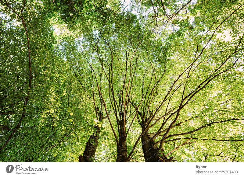 Summer Green Canopy Of Tall Trees. Deciduous Forest, Summer Nature In Sunny Day. Upper Branches Of Tree With Fresh Green Foliage. Low Angle View. Background.