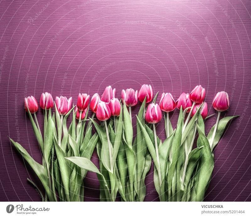 Floral springtime background with beautiful pink tulips , border floral beauty bouquet flower green leaf mother's day natural nature overhead women's day