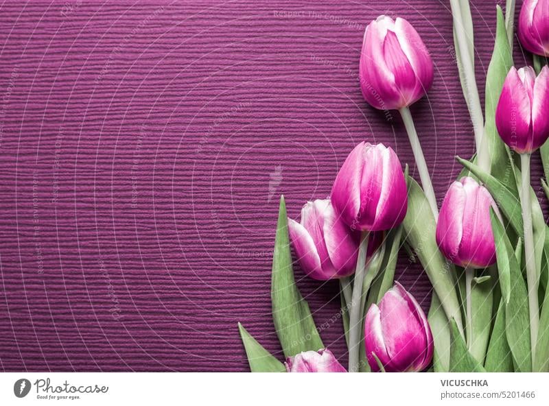 Pink tulips flowers at purple background, close up. Border. pink border beautiful blooming bouquet bunch copy space floral frame green holiday mothers day