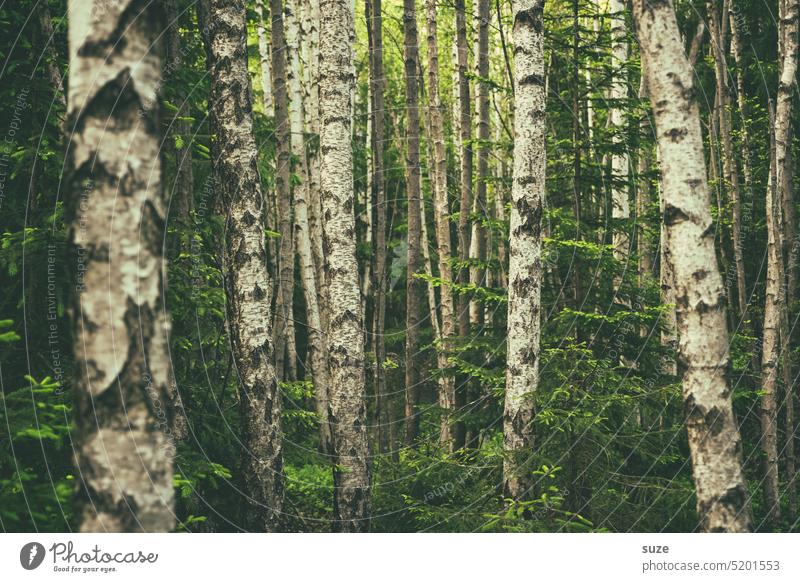 The zebras of the forest birches Birch wood Green Forest Nature Deserted Exterior shot Birch tree Tree Landscape naturally Growth Tree trunk Environment