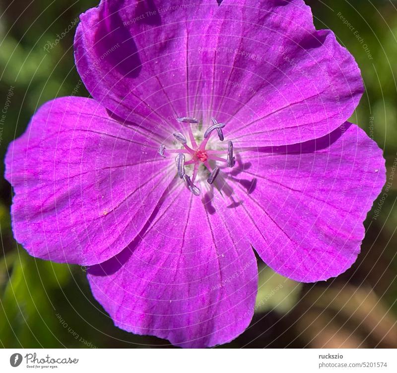 Cranesbill, Geranium, sanguineum is a pretty wild and medicinal plant with deep purple flowers. Cranesbill, Geranium, sanguineum is a pretty wild and medicinal plant with deep purple flowers.