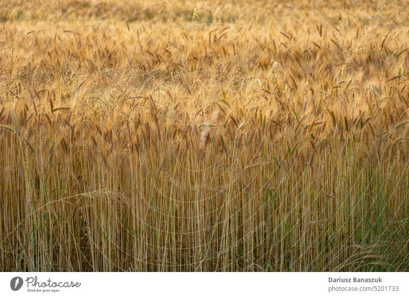 Triticale grain field, view of stalks and ears without sky plant crop agriculture growth harvest rural wheat cereal farm food summer rye yellow seed background
