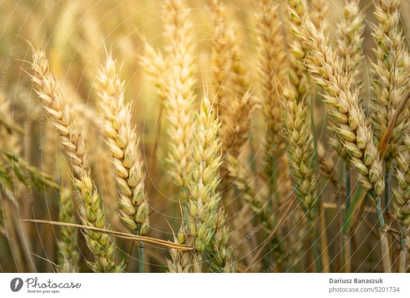 Close-up of ears of wheat grain backlit by the sun gold agriculture harvest field nature straw summer growth stem agricultural crop cereal bread closeup food