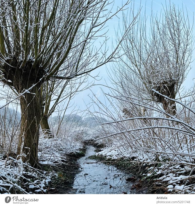 Willows in winter by the brook graze Brook Winter Snow Blue Sky Tree Cold Landscape White Water Calm Frost Nature Ice