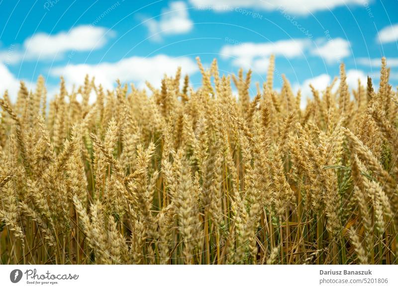 Ears of wheat and white clouds on the sky ear field harvest cereal agriculture summer farm gold grain crop rural blue nature plant ripe yellow bread landscape