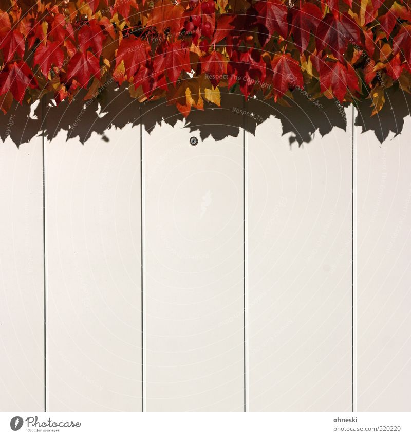 Autumn adé Leaf Vine Building Garage door Red Idyll Colour photo Multicoloured Exterior shot Abstract Pattern Structures and shapes Deserted Copy Space bottom