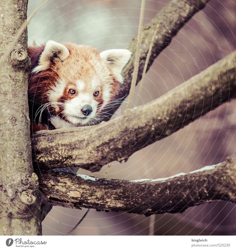 red panda Zoo Animal Wild animal Red Panda 1 Looking Wait Curiosity Brown Attentive Watchfulness Fear Colour photo Exterior shot Deserted Day Animal portrait