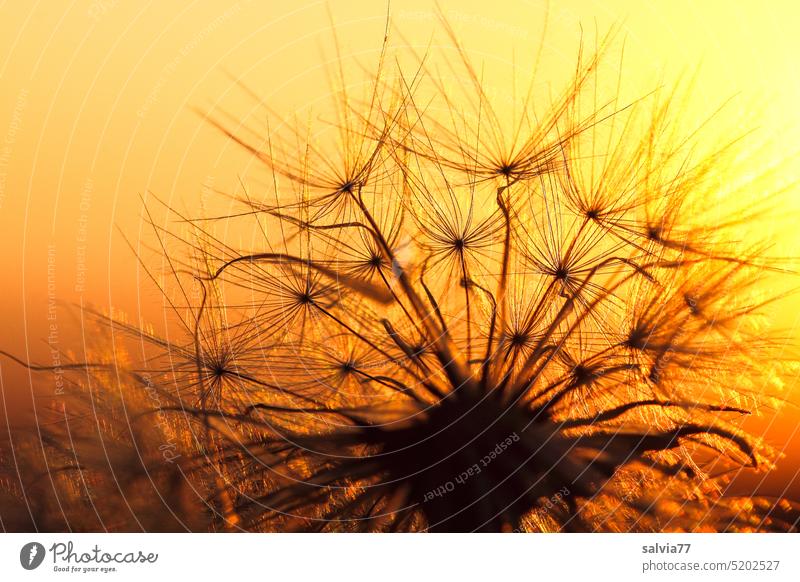 Dandelion magic in the evening sun dandelion seed stand Sunset Macro (Extreme close-up) Delicate Backlight shot Plant Sámen Ease Faded Nature Soft Close-up
