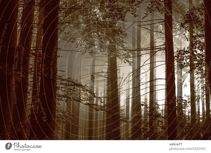 a morning in the woods Forest tree trunks trees high forest Fog Light Nature Deserted Timber Landscape Tree Environment Mystic Plant Tree trunk Wood Forestry