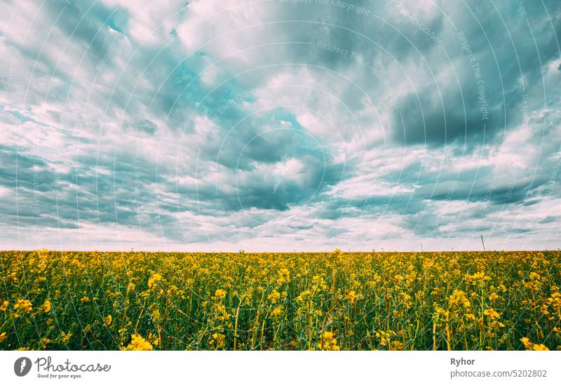 Close Up Of Blossom Of Canola Yellow Flowers Under Cloudy Sky. Rape Plant, Rapeseed, Oilseed Field Meadow Grass canola colza spring springtime blossom field