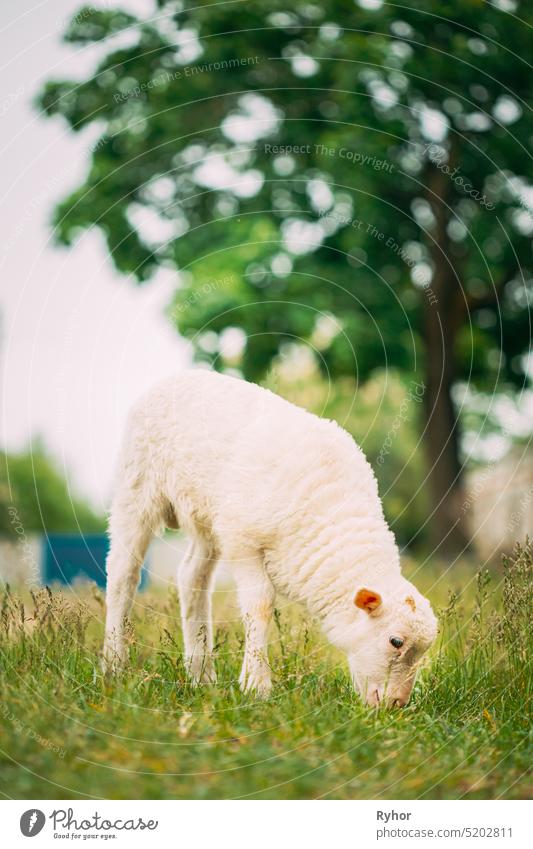 Domestic Small Sheep Lamb Grazing Feeding In Pasture. Sheep Farming small agriculture animal baby animal beautiful breed country countryside cute domestic farm
