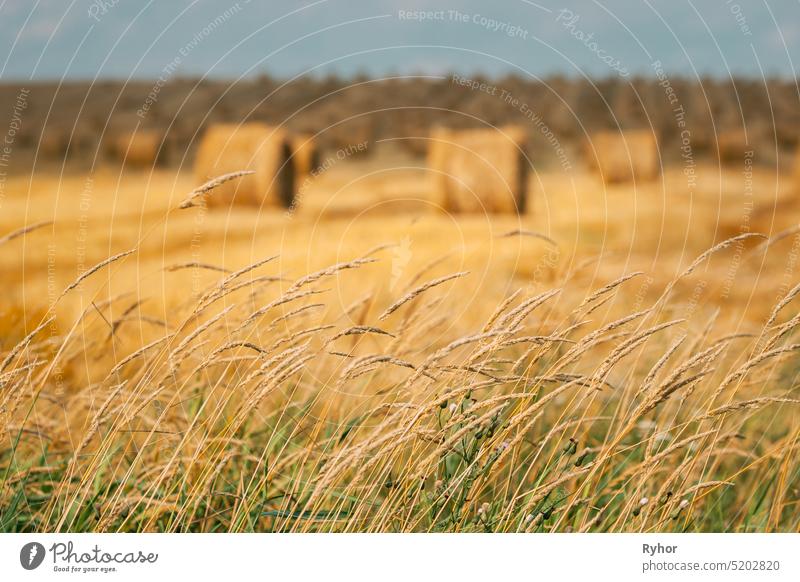 Grass And Summer Hay Rolls In Straw Field Landscape. Haystack, Hay Roll Dry agricultural agriculture bale beautiful copy space countryside environment field hay