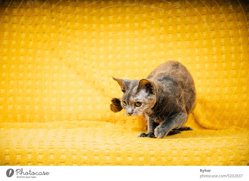 Curious Young Adult Gray Grey Devon Rex Cat. Short-haired Cat Of English Breed On Yellow Plaid Background. Shorthair Pet Cat Hunting adorable animal beautiful