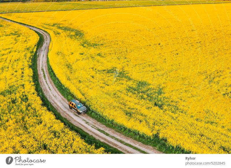 Aerial View Of Car SUV Parked Near Countryside Road In Spring Field Rural Landscape. Flowering Blooming Rapeseed, Oilseed In Field Meadow In Spring Season. Blossom Of Canola Yellow Flowers