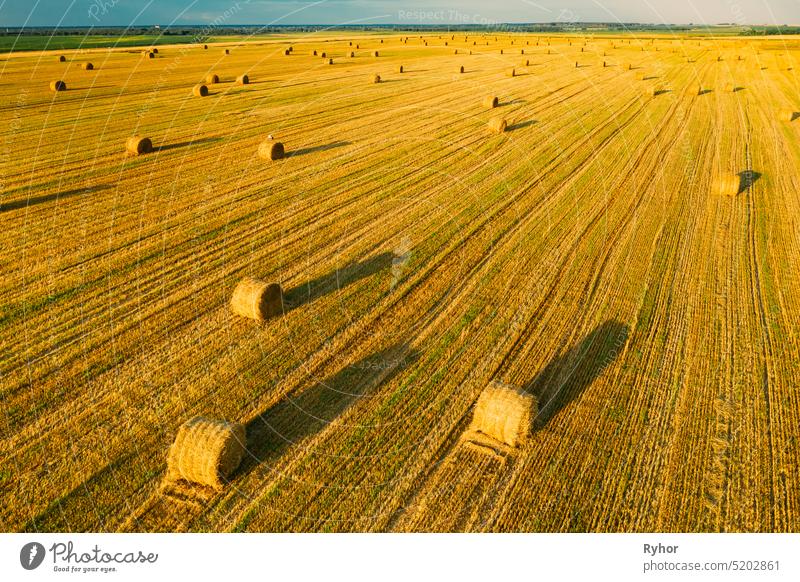 Aerial View Of Summer Hay Rolls Straw Field Landscape In Evening. Haystack, Hay Roll in Sunrise Time straw fied summer hay haystack roll Dry aerial aerial view