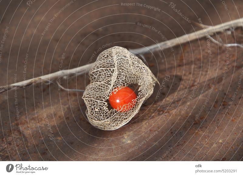 Die and become! | The seed of the new is still wrapped in the old protective mantle | Awakening | Spring. Chinese lantern flower Physalis Plant Transience