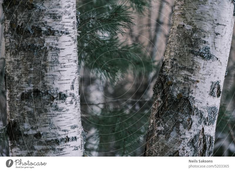 Birch bark texture.  Birch bark background. Birch tree trunk, Betula pendula abstract backdrop birch black blank brown close-up closeup crack design detail