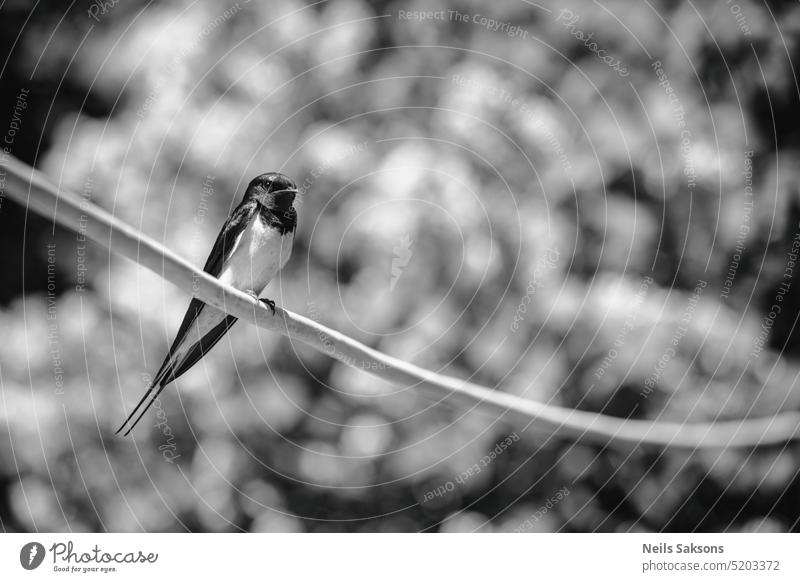 Welcome swallow, Hirundo neoxena, perched on a wire animal avian beak bird birding black blue colorful endemic fauna feather filed forked green habitat hirundo