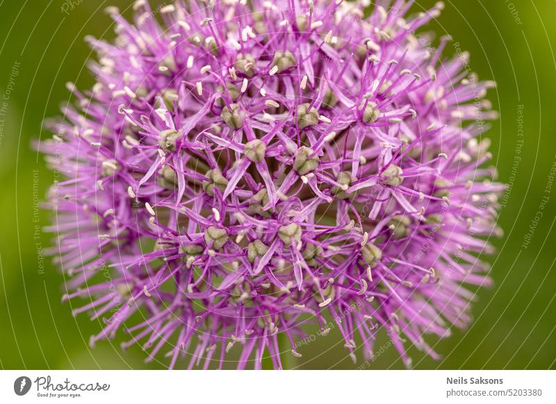 Close-up view to blooming blue onion flower (Allium) allium background beautiful beauty blossom botanical botany closeup color flora floral formal garden green