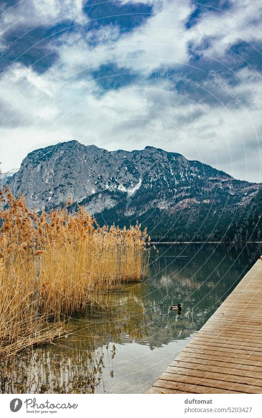 Mountain lake shore with reeds and water reflection Lake mountains Alps Reflection Footbridge out being out outddor Moody Water Landscape Nature Calm Duck