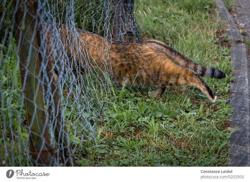 Brown spotted cat disappears through a hole in the wire mesh fence. Cat Wire netting fence Fence feline Creep creep away clear Headless Pelt pets Outdoors