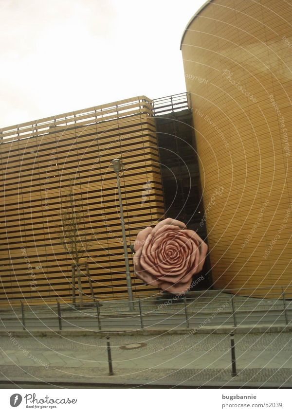 a lonely rose Rose Pink Wall (building) Statue Art Street Berlin