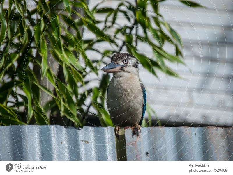 A kookaburra sits on a metal fence and looks at the viewer. To his left are green leaves. .Kookaburra on the fence Body Relaxation Island Garden Head 1