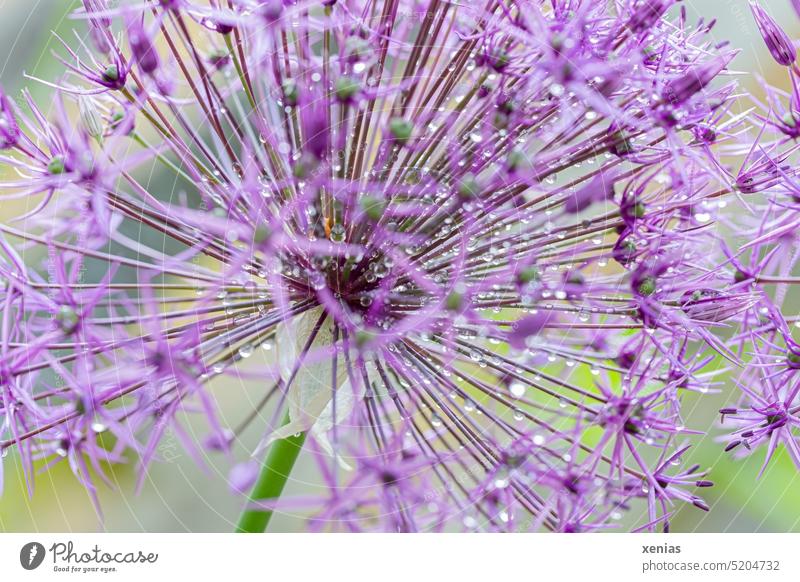 Many pink flowers and raindrops on star globe leek with focus on center of umbellate inflorescence Blossom allium umbels Plant Spring ornamental garlic Garden