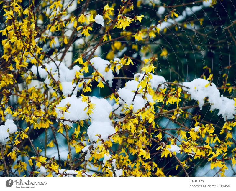 Spring Awakening - Change of Seasons Winter beginning of spring spring awakening Spring flowering plant Yellow Colour Snow Springtime Spring fever Climate