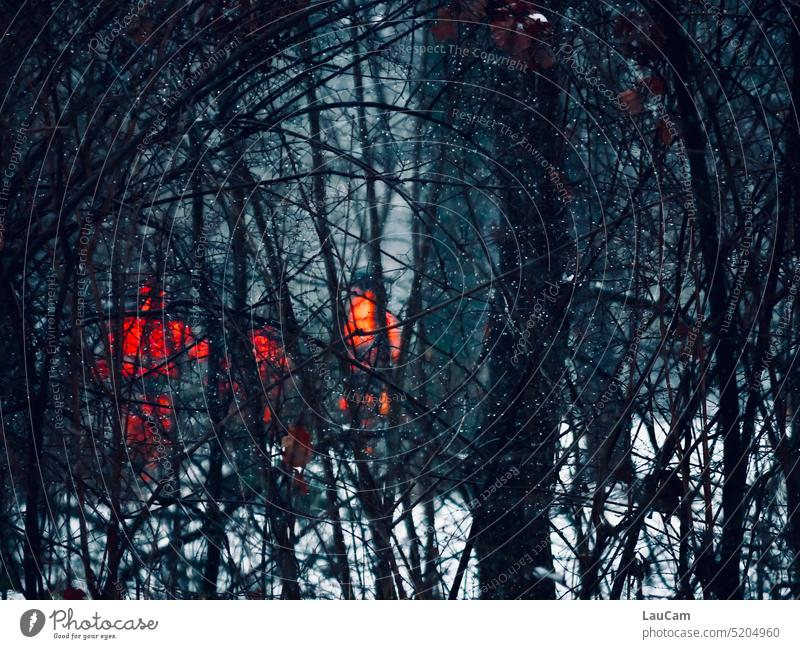 Three men in orange - forest work in winter Forest bushes shrubby Lumberjack Protective clothing Orange Winter Snow covert dense scrub Concealed trees Dark Cold