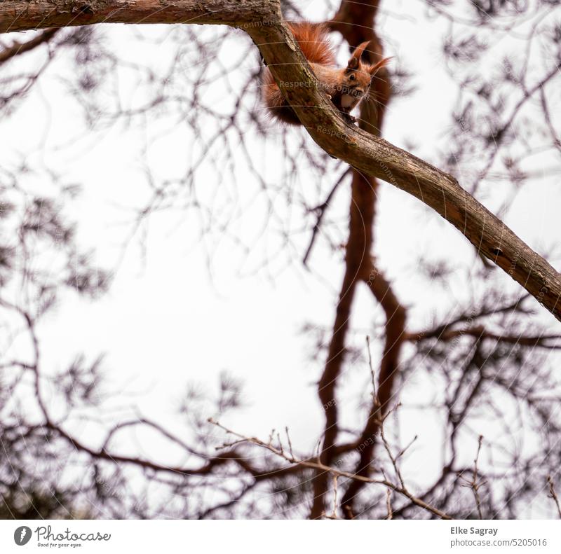 View from above , curious squirrel watching ..... Squirrel Animal Nature Cute Tree Pelt Brown Exterior shot Branch sciurus vulgaris Animal face Looking Head Ear
