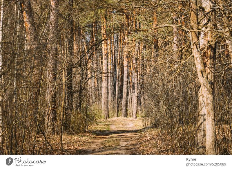 Forest Road Path Walkway Lane Through Spring Coniferous Forest In Sunny Day road pine outdoor scenic green park wonderland trail forest belarus evergreen sunny