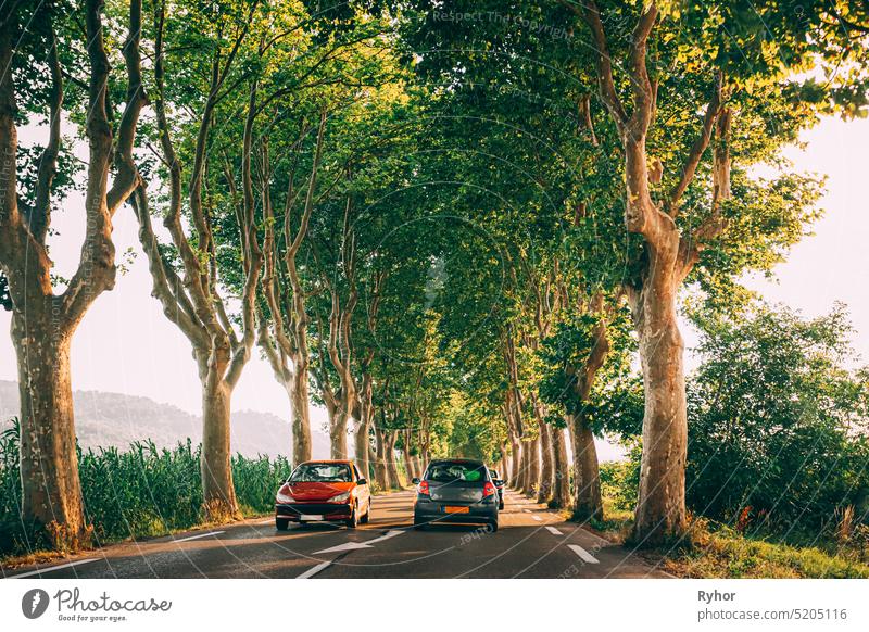 Cars driving on a country road lined with trees. Bright sunlight at sunset in the evening. Cars on background of French landscape travel provence sunrise