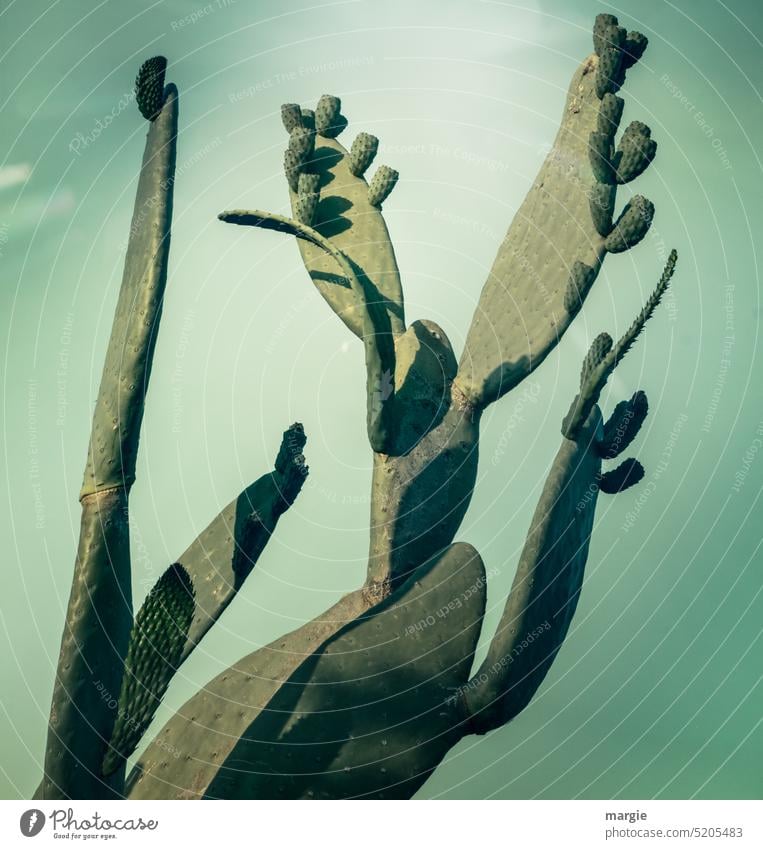 cacti Green Botany Nature Plant Detail Growth Tropical Thorn Cactus botanical Israel Environment Exotic Close-up Thorny Articulated Cactus Sky discarded